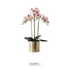 Green plant a flower pot