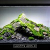 Moss landscape